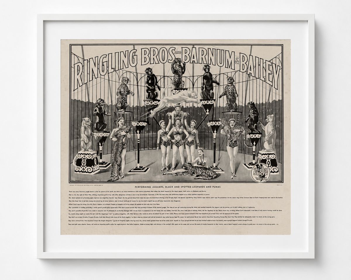 Ringling Bros. and Barnum & Bailey — Performing Jaguars, Black and Spotted Leopards and Pumas